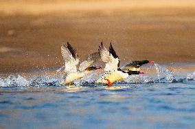 Chinese Merganser