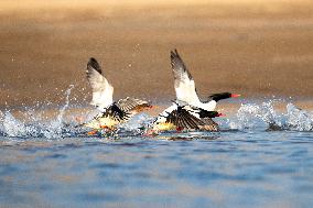 Chinese Merganser