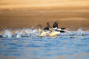 Chinese Merganser