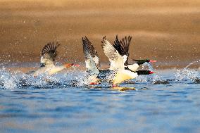 Chinese Merganser