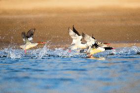 Chinese Merganser