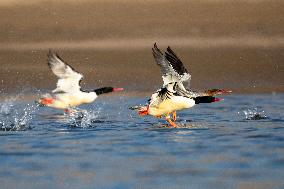 Chinese Merganser