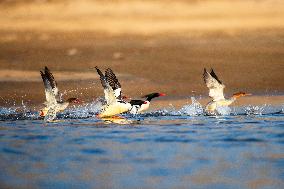 Chinese Merganser