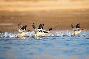 Chinese Merganser