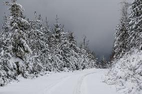 Snow Falls In Beskid Mountains In Poland