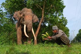 People Feed Wild Elephants In Udawalawe, Sri Lanka