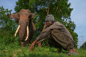 People Feed Wild Elephants In Udawalawe, Sri Lanka