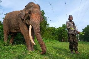 People Feed Wild Elephants In Udawalawe, Sri Lanka