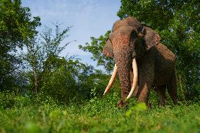 People Feed Wild Elephants In Udawalawe, Sri Lanka