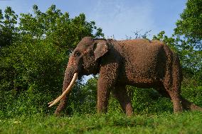 People Feed Wild Elephants In Udawalawe, Sri Lanka