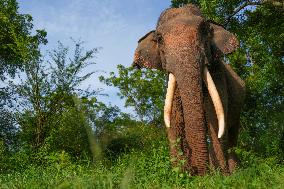 People Feed Wild Elephants In Udawalawe, Sri Lanka