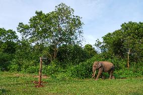 People Feed Wild Elephants In Udawalawe, Sri Lanka