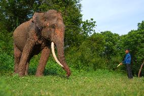 People Feed Wild Elephants In Udawalawe, Sri Lanka