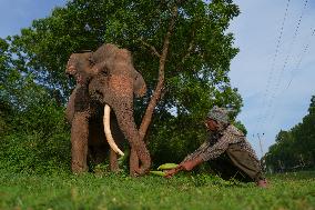 People Feed Wild Elephants In Udawalawe, Sri Lanka