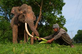 People Feed Wild Elephants In Udawalawe, Sri Lanka