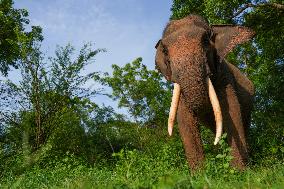 People Feed Wild Elephants In Udawalawe, Sri Lanka