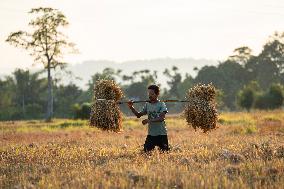 Winter Rice Harvest Season In Assam