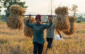 Winter Rice Harvest Season In Assam