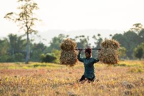 Winter Rice Harvest Season In Assam