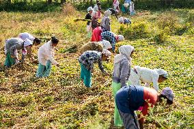 Winter Rice Harvest Season In Assam