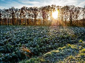 Freezy Mornings In The Netherlands.