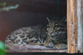 Chongqing Zoo Clouded Leopard