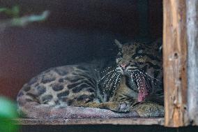 Chongqing Zoo Clouded Leopard