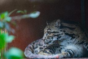 Chongqing Zoo Clouded Leopard