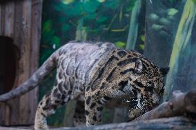 Chongqing Zoo Clouded Leopard