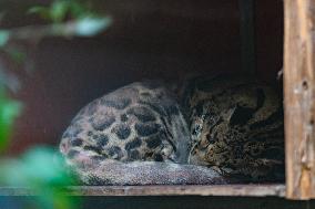 Chongqing Zoo Clouded Leopard