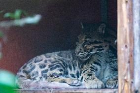 Chongqing Zoo Clouded Leopard