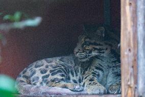 Chongqing Zoo Clouded Leopard