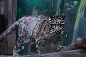 Chongqing Zoo Clouded Leopard