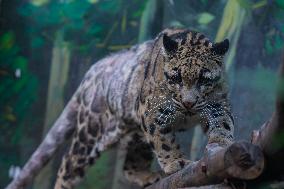 Chongqing Zoo Clouded Leopard