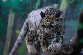 Chongqing Zoo Clouded Leopard