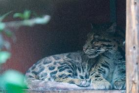 Chongqing Zoo Clouded Leopard