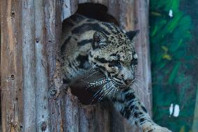 Chongqing Zoo Clouded Leopard