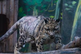 Chongqing Zoo Clouded Leopard