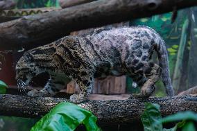 Chongqing Zoo Clouded Leopard