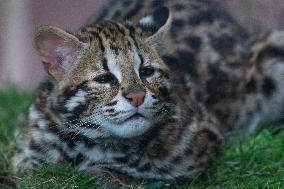 Cat Cub Xiangxiang