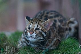 Cat Cub Xiangxiang