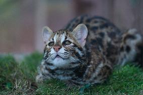 Cat Cub Xiangxiang