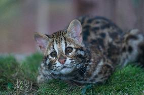 Cat Cub Xiangxiang