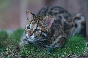 Cat Cub Xiangxiang