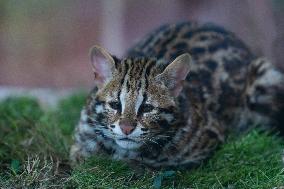 Cat Cub Xiangxiang