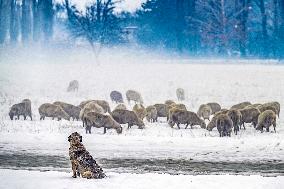 Sheep Search For Feed After Snowfall - North Macedonia