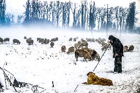 Sheep Search For Feed After Snowfall - North Macedonia