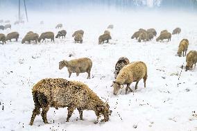 Sheep Search For Feed After Snowfall - North Macedonia