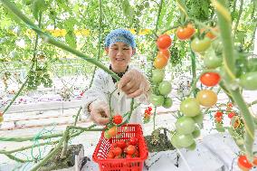 Smart Greenhouse