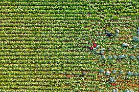 Chinese Cabbage Harvest